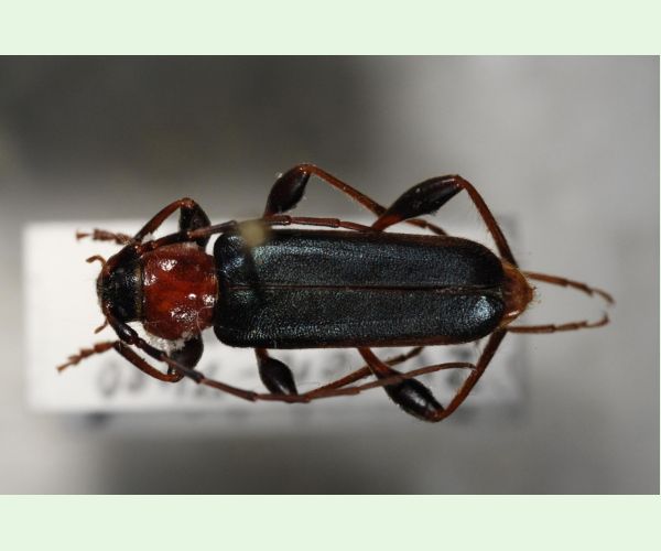 Phymatodes testaceus