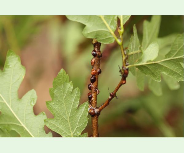 Parthenolecanium rufulum