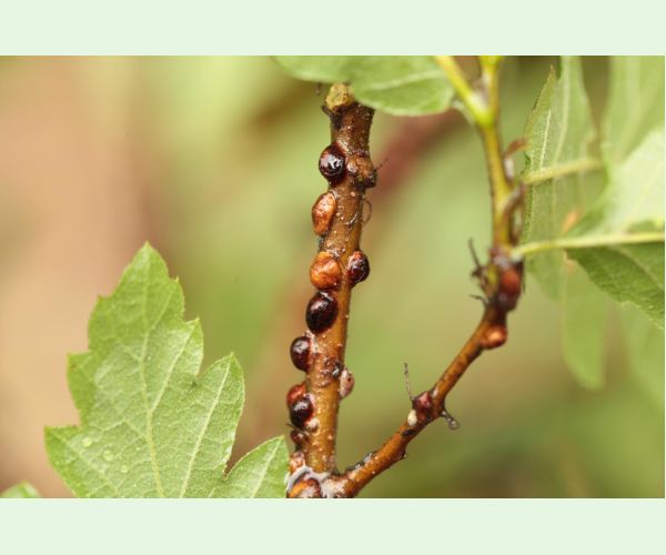 Parthenolecanium rufulum