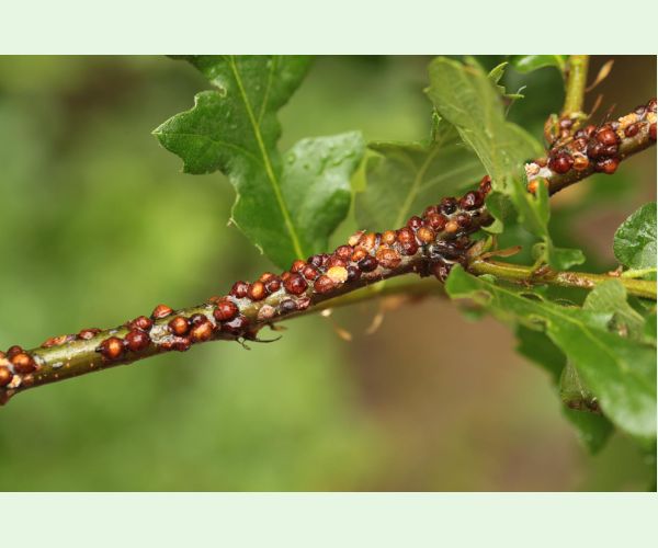 Parthenolecanium rufulum