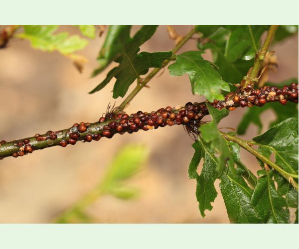 Parthenolecanium rufulum