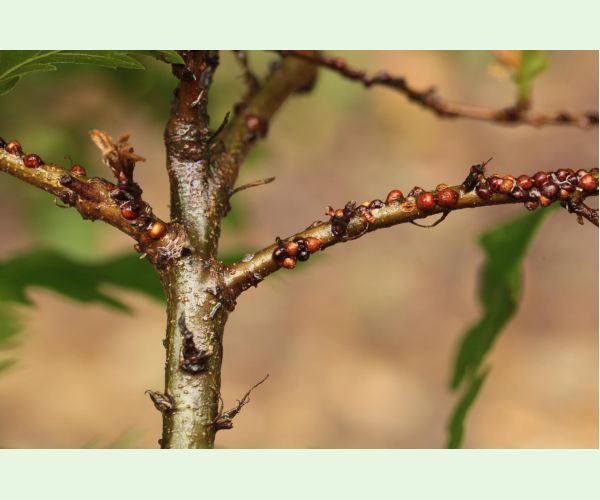 Parthenolecanium rufulum