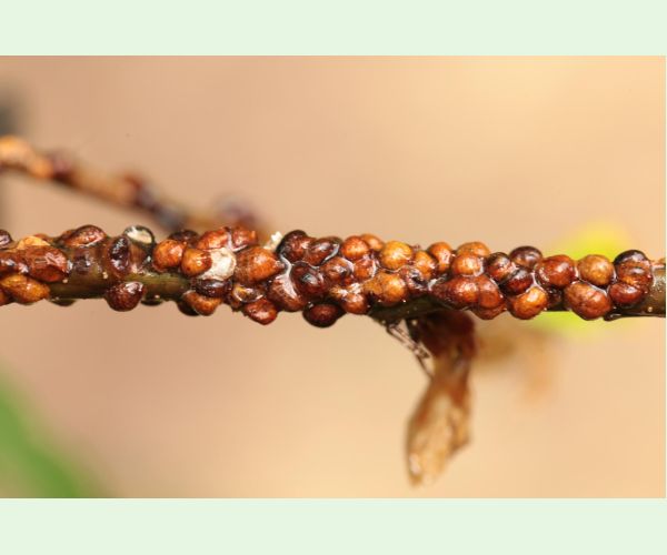 Parthenolecanium rufulum