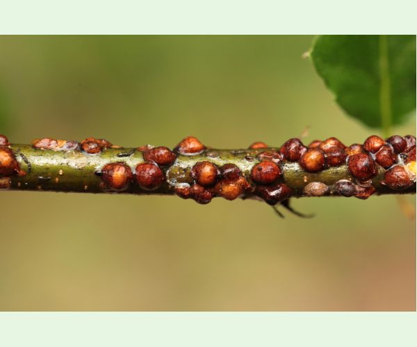 Parthenolecanium rufulum