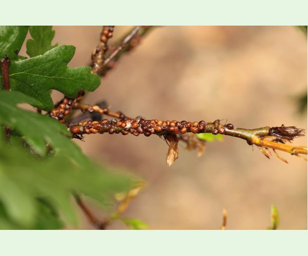 Parthenolecanium rufulum