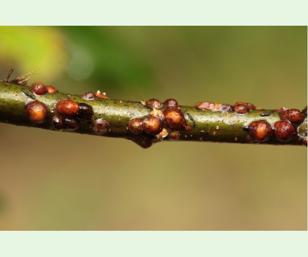 Parthenolecanium rufulum