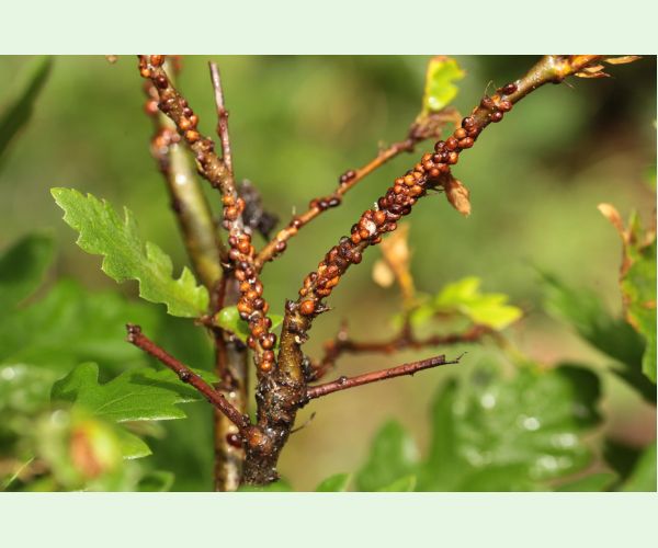 Parthenolecanium rufulum