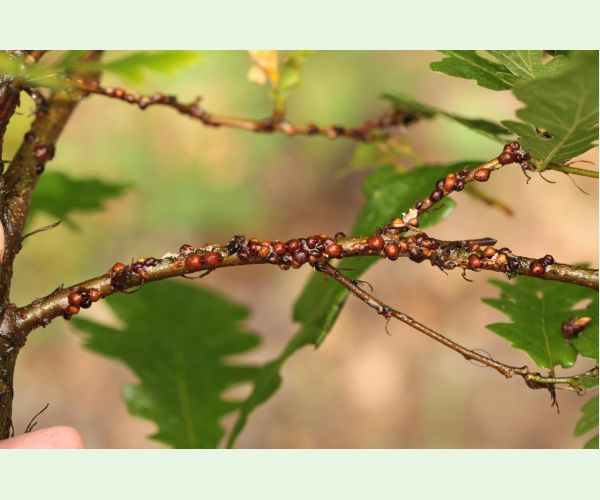 Parthenolecanium rufulum