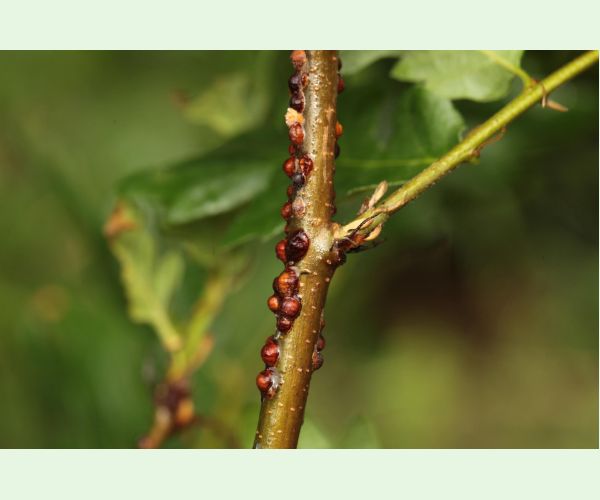 Parthenolecanium rufulum