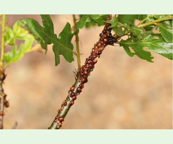 Parthenolecanium rufulum