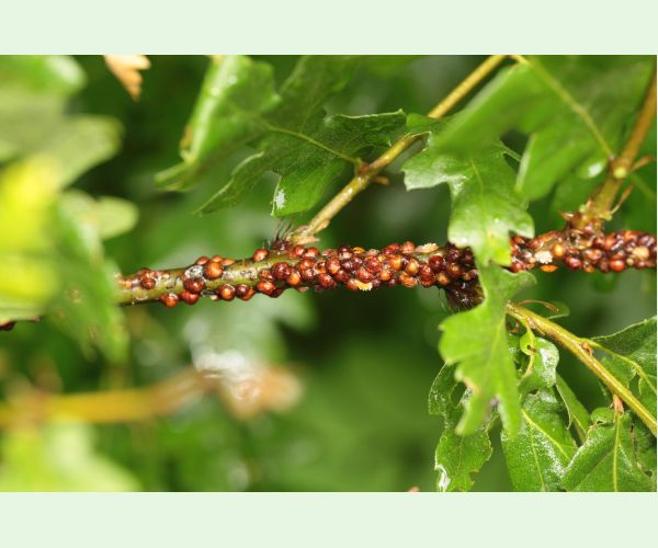 Parthenolecanium rufulum