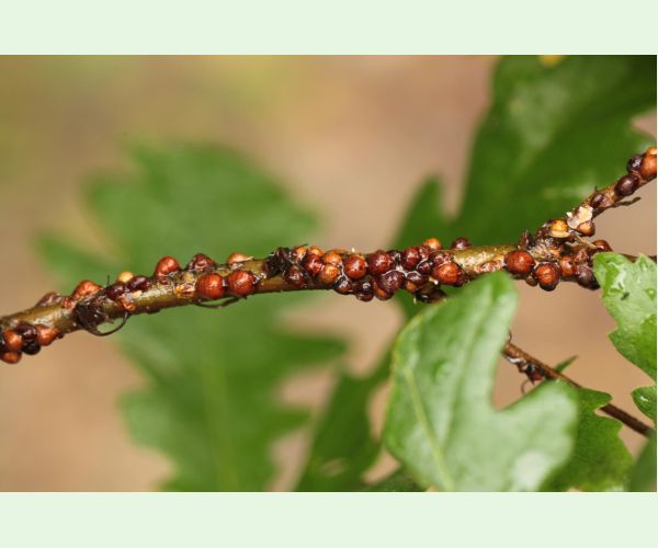 Parthenolecanium rufulum