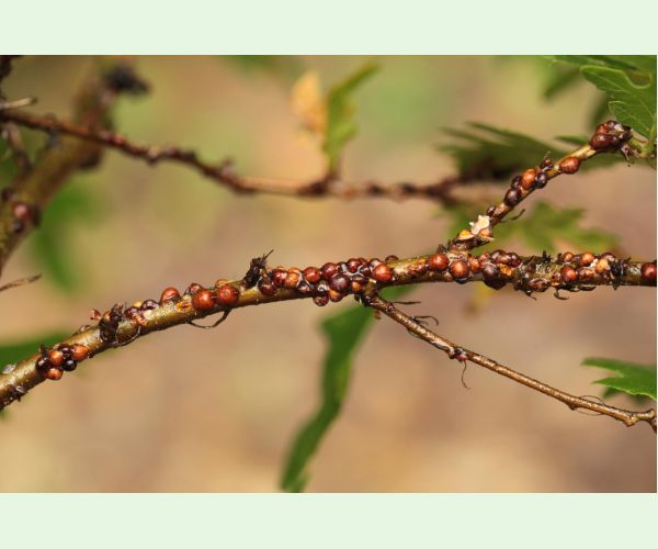 Parthenolecanium rufulum