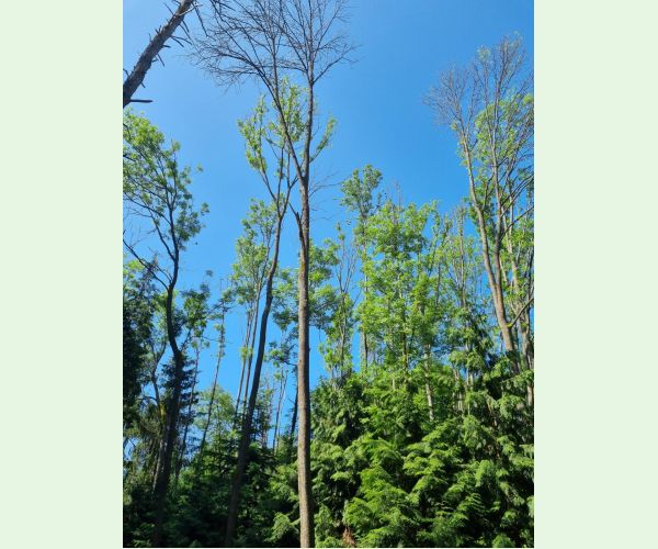 Chalara fraxinea (tel. Hymenoscyphus fraxineus)