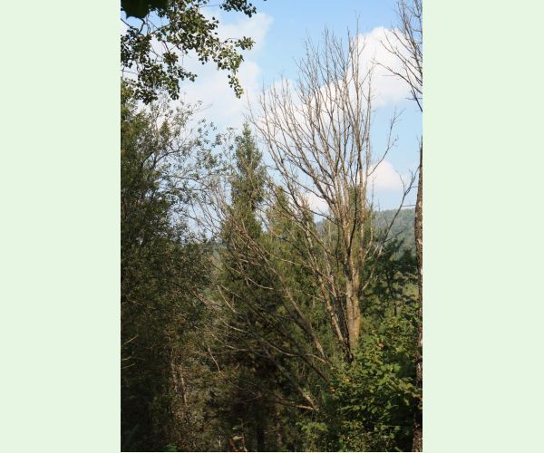 Chalara fraxinea (tel. Hymenoscyphus fraxineus)