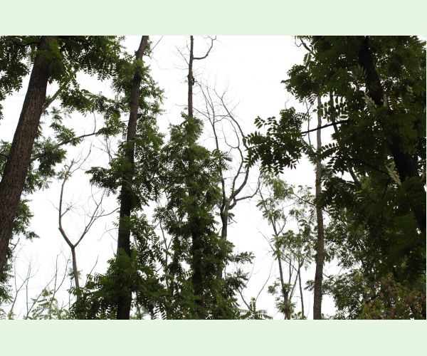 Chalara fraxinea (tel. Hymenoscyphus fraxineus)