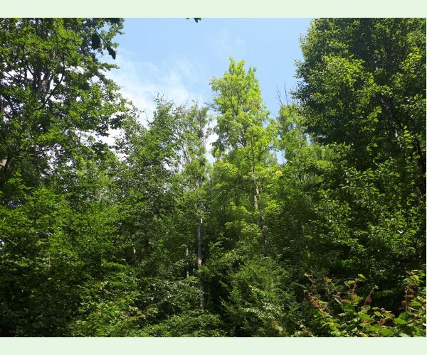 Chalara fraxinea (tel. Hymenoscyphus fraxineus)