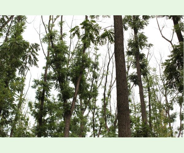 Chalara fraxinea (tel. Hymenoscyphus fraxineus)