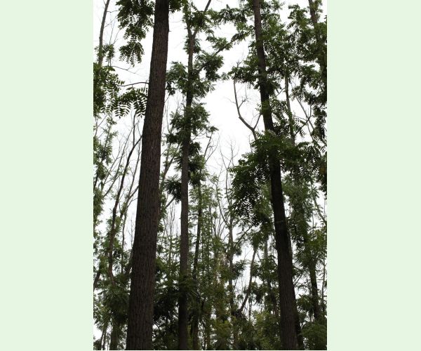 Chalara fraxinea (tel. Hymenoscyphus fraxineus)