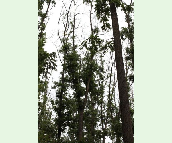 Chalara fraxinea (tel. Hymenoscyphus fraxineus)