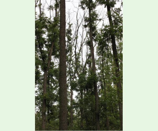 Chalara fraxinea (tel. Hymenoscyphus fraxineus)