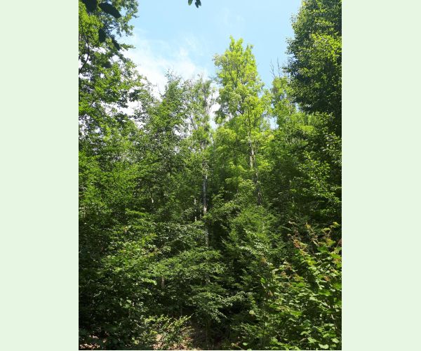 Chalara fraxinea (tel. Hymenoscyphus fraxineus)