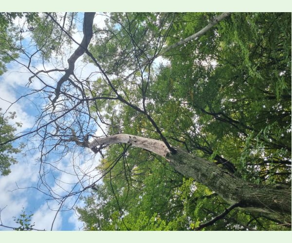 Chalara fraxinea (tel. Hymenoscyphus fraxineus)