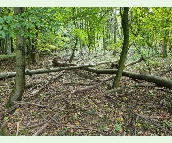 Chalara fraxinea (tel. Hymenoscyphus fraxineus)