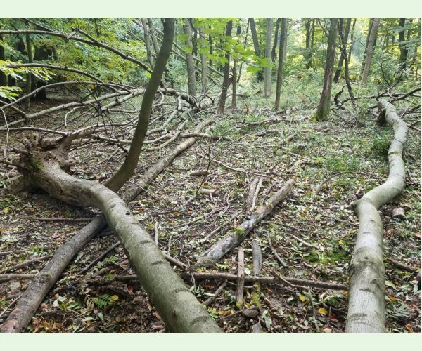 Chalara fraxinea (tel. Hymenoscyphus fraxineus)