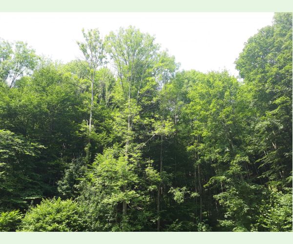 Chalara fraxinea (tel. Hymenoscyphus fraxineus)