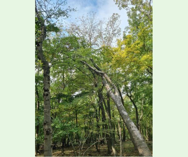 Chalara fraxinea (tel. Hymenoscyphus fraxineus)