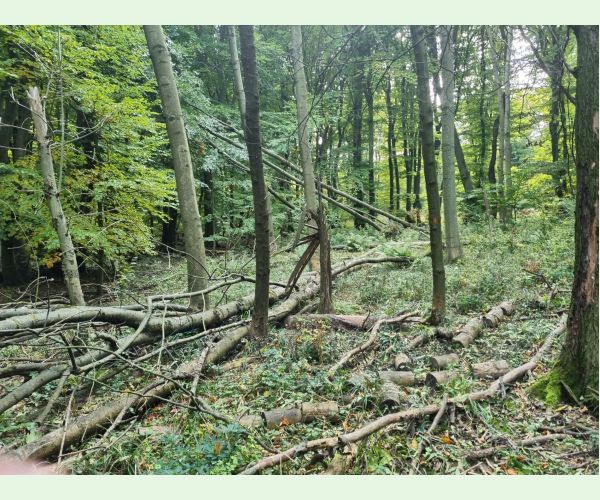 Chalara fraxinea (tel. Hymenoscyphus fraxineus)