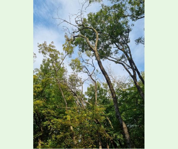 Chalara fraxinea (tel. Hymenoscyphus fraxineus)