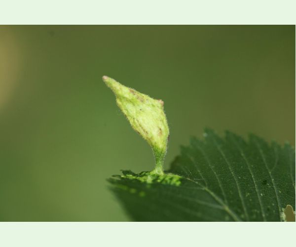 Tetraneura nigriabdominalis