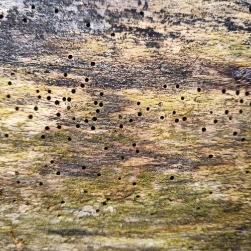 Ptilinus pectinicornis