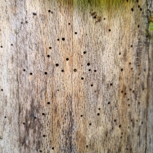 Ptilinus pectinicornis