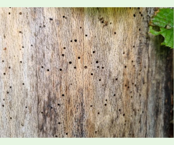 Ptilinus pectinicornis