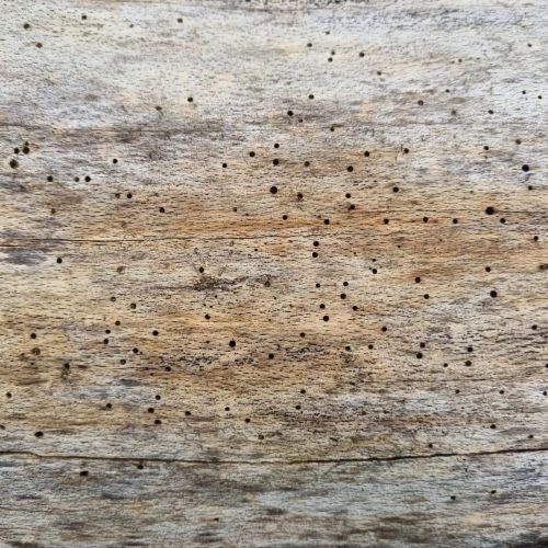 Ptilinus pectinicornis