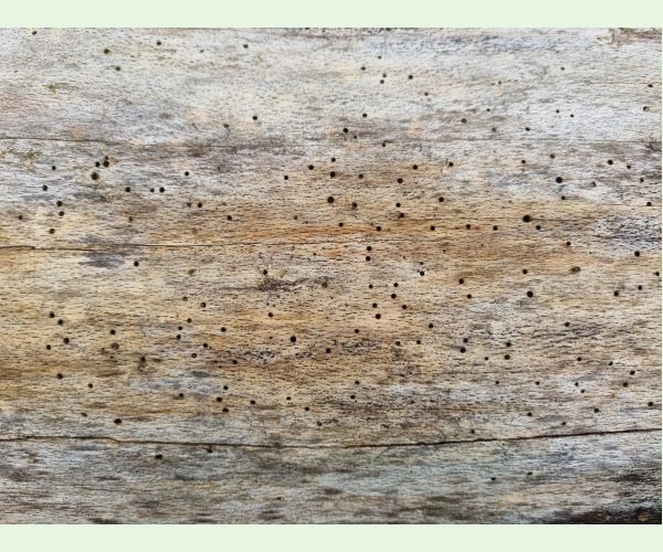 Ptilinus pectinicornis