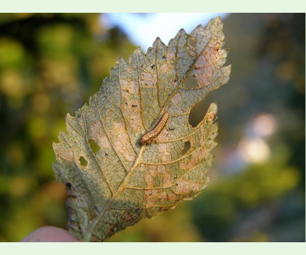 Xanthogaleruca luteola