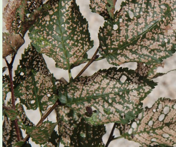 Xanthogaleruca luteola