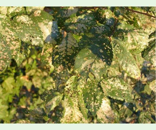 Xanthogaleruca luteola