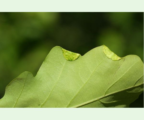 Macrodiplosis pustularis