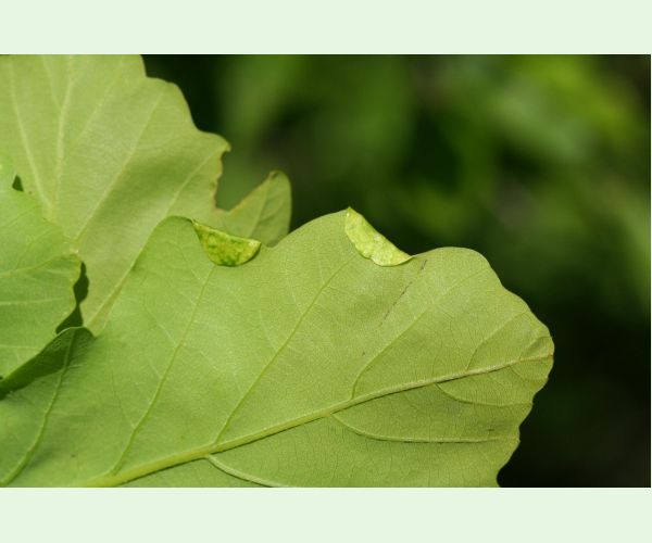 Macrodiplosis pustularis