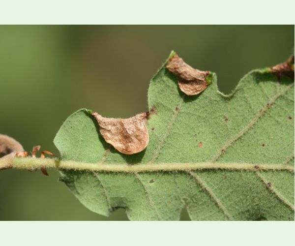 Macrodiplosis pustularis