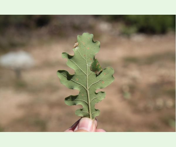 Macrodiplosis pustularis