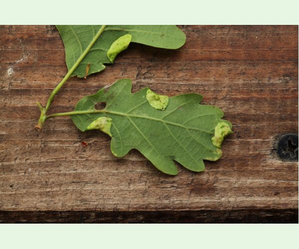 Macrodiplosis pustularis