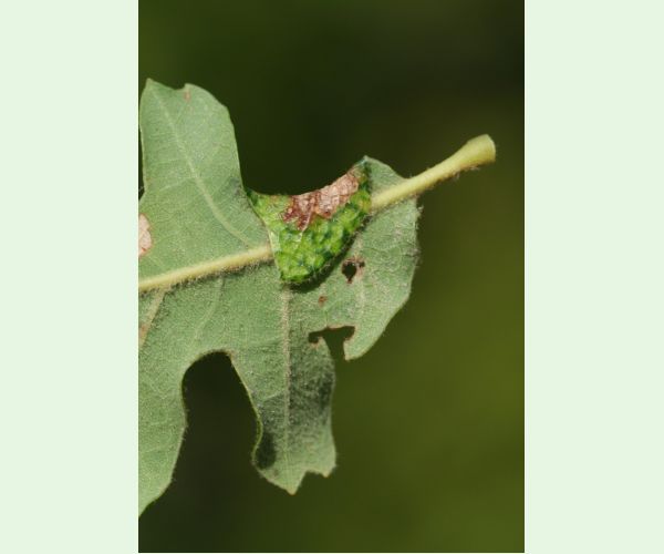 Macrodiplosis pustularis