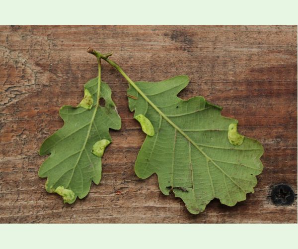 Macrodiplosis pustularis