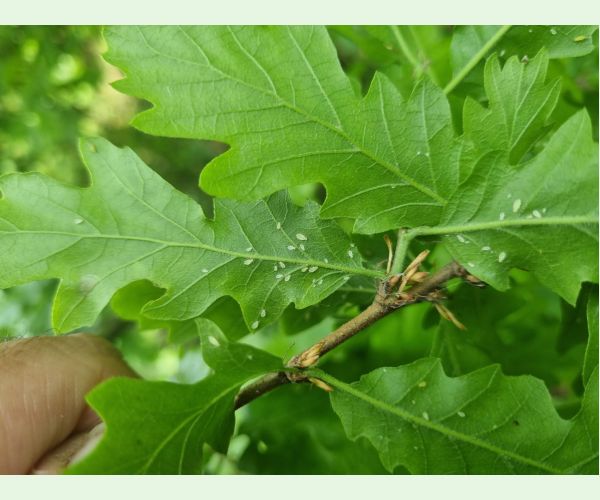 Tuberculatus annulatus